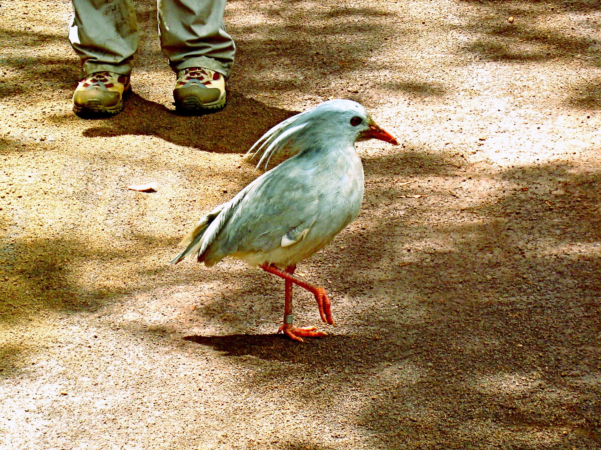 カグー（リヴィエール・ブルー州立公園）